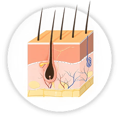 Anagen (Growth Phase)