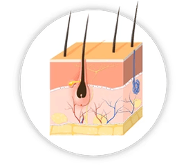 Telogen (Resting Phase)